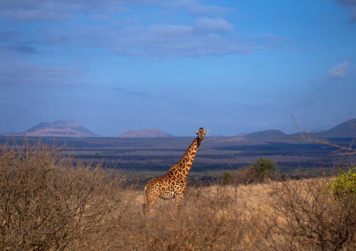 Giraffe in the bush, Coast Province, Tsavo West National Park, Kenya