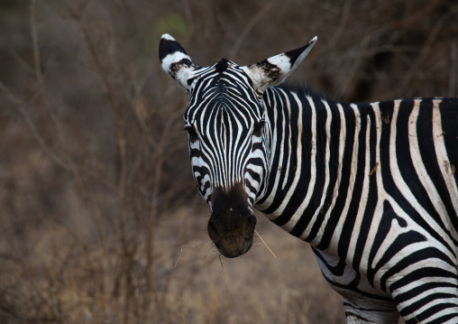 Common zebra (Equus quagga) looking at camera, Coast Province, Tsavo West National Park, Kenya