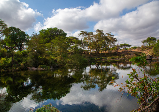 Mzima springs, Coast Province, Tsavo West National Park, Kenya