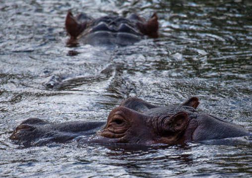 hippopotamus (hippopotamus amphibius) in water, Coast Province, Tsavo West National Park, Kenya