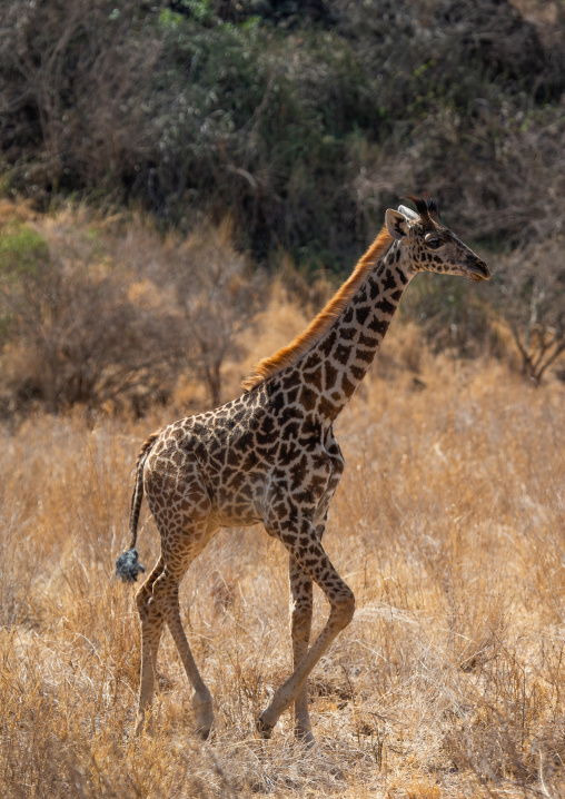 Baby Giraffe, Coast Province, Tsavo West National Park, Kenya