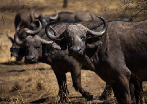 Buffalos in a dry bush, Coast Province, Tsavo West National Park, Kenya