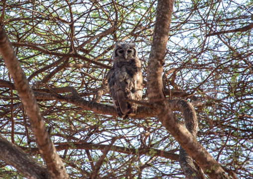 Owl in a tree, Coast Province, Tsavo West National Park, Kenya