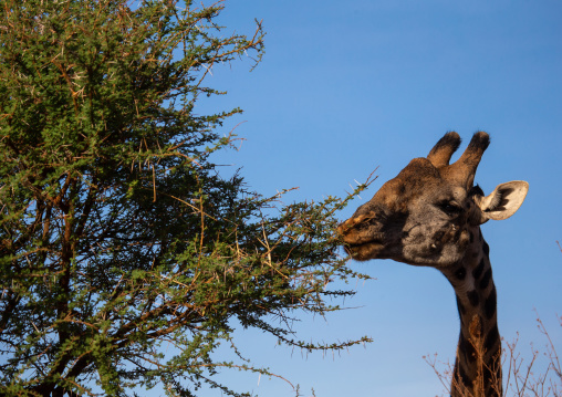 Giraffe eating tree, Coast Province, Tsavo West National Park, Kenya