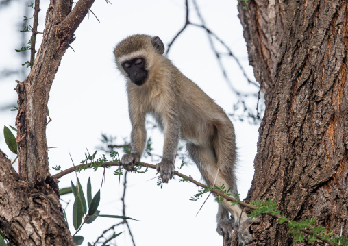 Vervet monkey in a tree, Coast Province, Tsavo West National Park, Kenya