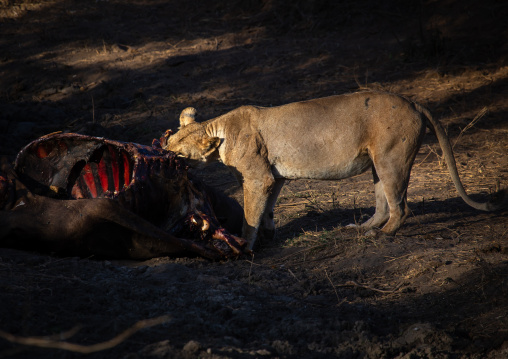 Lioness eating a buffalo carcass, Coast Province, Tsavo West National Park, Kenya