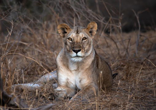 Lioness looking at camera, Coast Province, Tsavo West National Park, Kenya