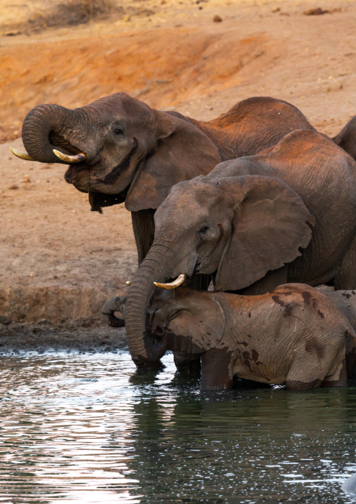 Elephants (Loxodonta africana) drinking in a lake, Coast Province, Tsavo West National Park, Kenya