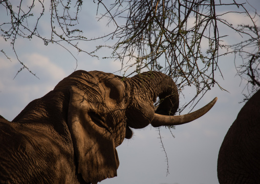 Elephant (Loxodonta africana), Coast Province, Tsavo East National Park, Kenya