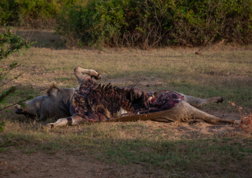 Cadaver of an African buffalo eaten by lions, Coast Province, Tsavo East National Park, Kenya