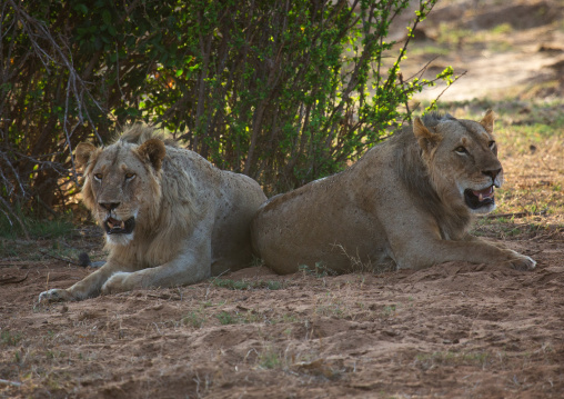Couple of lions ready to mate, Coast Province, Tsavo East National Park, Kenya