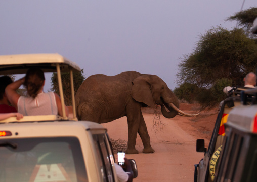 Elephant (Loxodonta africana) crossing the road in front of tourists, Coast Province, Tsavo East National Park, Kenya