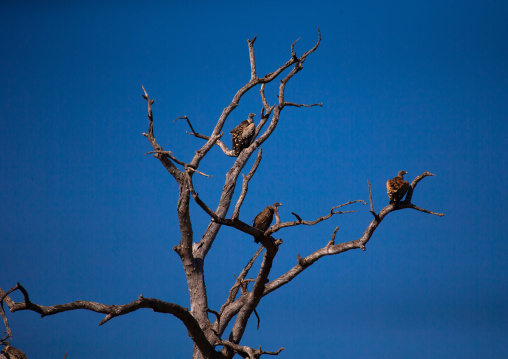 Vultures in a dead tree, Coast Province, Tsavo East National Park, Kenya