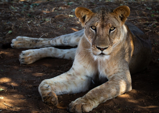 Lioness looking at camera, Coast Province, Tsavo East National Park, Kenya
