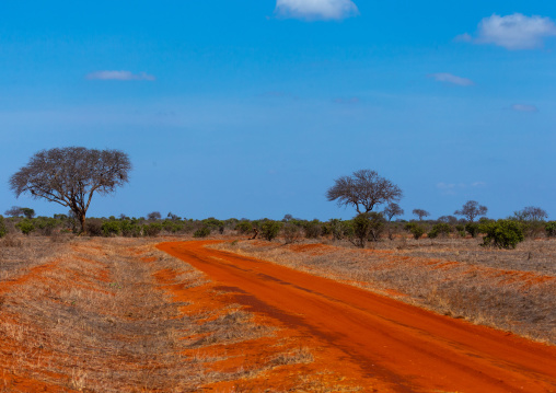 Odd road in the park, Coast Province, Tsavo East National Park, Kenya