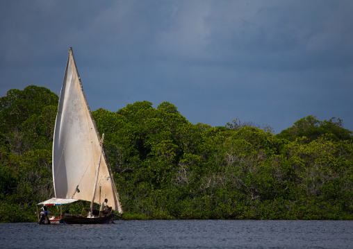 Dhow sailing on the indian ocean in front of the mangrove, Lamu County, Lamu, Kenya
