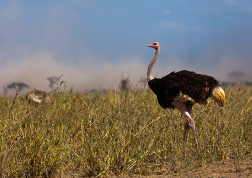 Ostrich (Struthio camelus), Kajiado County, Amboseli, Kenya