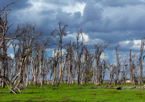 Ded trees in grassland, Kajiado County, Amboseli, Kenya