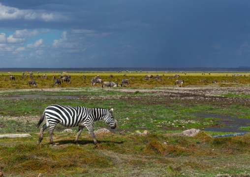 Zebra in a swamp, Kajiado County, Amboseli, Kenya