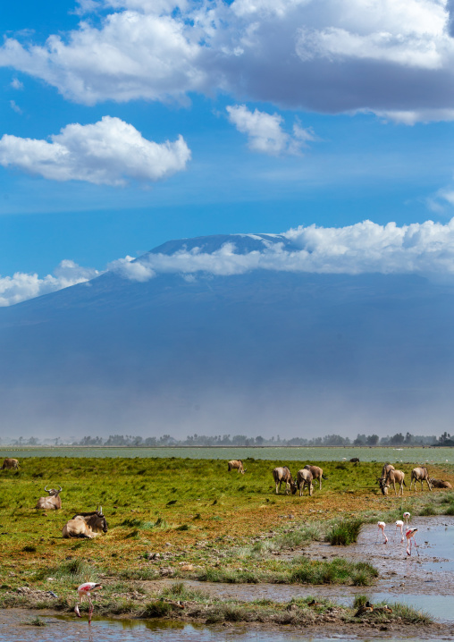 wildebeests in front of Mount Kilimanjaro, Kajiado County, Amboseli, Kenya