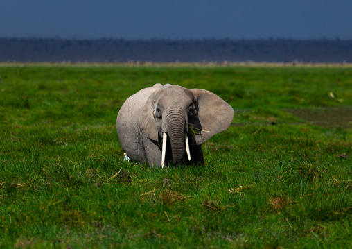 Elephant (Loxodonta africana) feeding in the green grassland, Kajiado County, Amboseli, Kenya