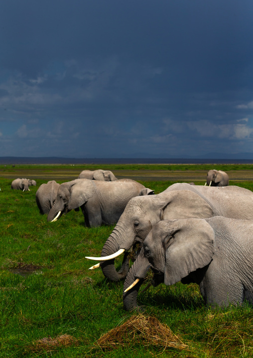 Elephants (Loxodonta africana) feeding in the green grassland, Kajiado County, Amboseli, Kenya