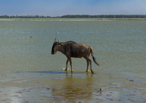 Wildebeest crossing a lake, Kajiado County, Amboseli, Kenya