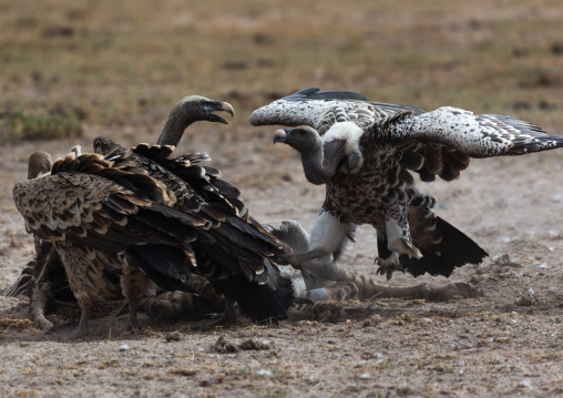 Vultures eating a dead zebra, Kajiado County, Amboseli, Kenya