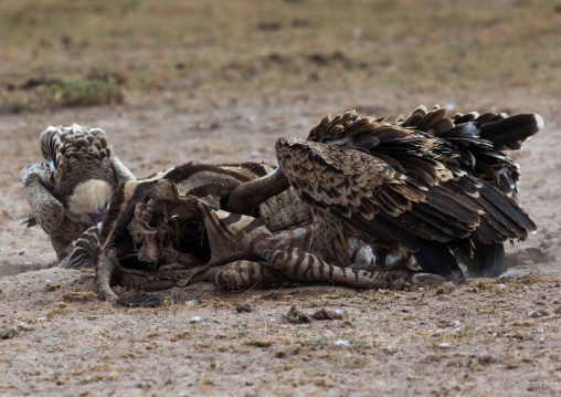 Vultures eating a dead zebra, Kajiado County, Amboseli, Kenya