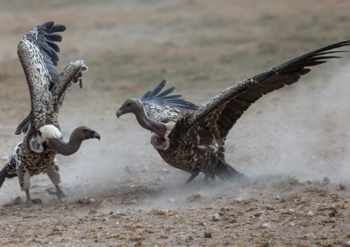 Vultures fighting, Kajiado County, Amboseli, Kenya