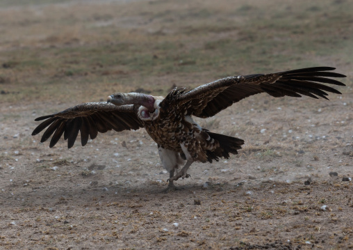 Vulture landing, Kajiado County, Amboseli, Kenya