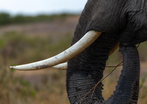 Elephant tusks (Loxodonta africana), Kajiado County, Amboseli, Kenya