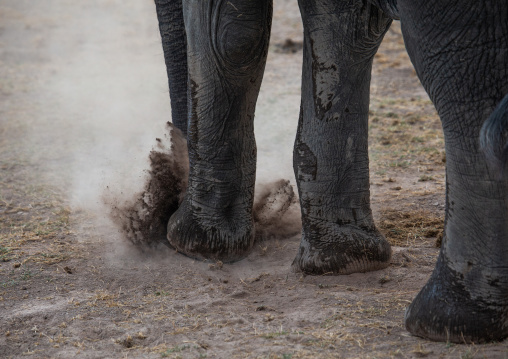 Elephant (Loxodonta africana) digging the ground, Kajiado County, Amboseli, Kenya