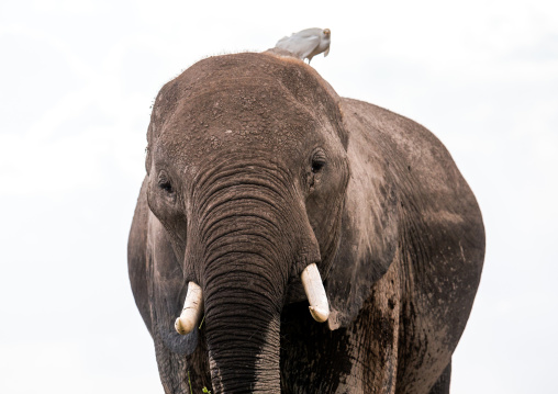 Elephant (Loxodonta africana) with a bird on the head, Kajiado County, Amboseli, Kenya