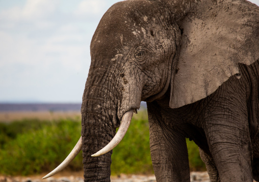 Elephant (Loxodonta africana) with mud on the head, Kajiado County, Amboseli, Kenya