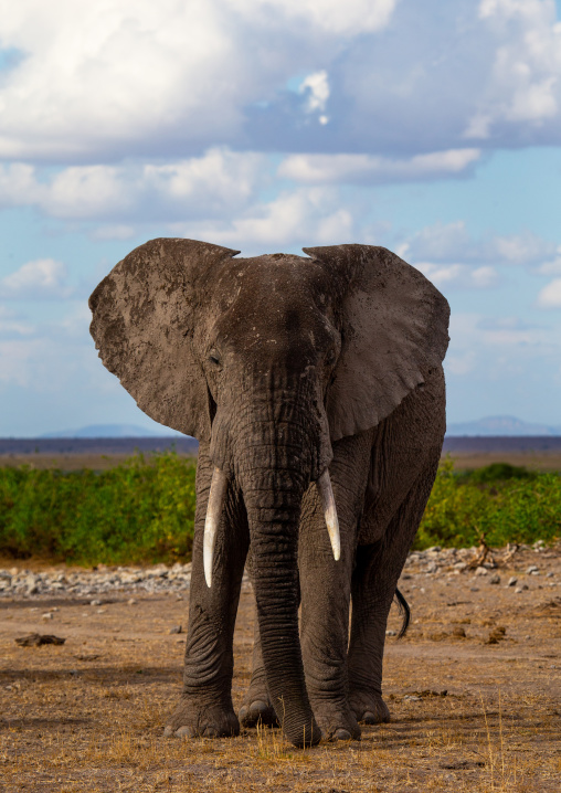Elephant (Loxodonta africana) with mud on the head, Kajiado County, Amboseli, Kenya
