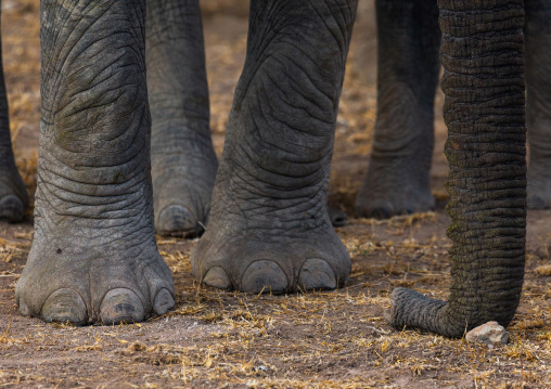 Elephants feet (Loxodonta africana), Kajiado County, Amboseli, Kenya