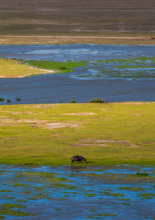 hippopotamus (hippopotamus amphibius) in a swamp, Kajiado County, Amboseli, Kenya