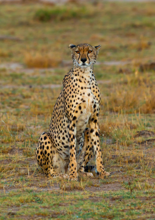 Cheetah (acinonyx jubatus) looking at camera, Kajiado County, Amboseli, Kenya