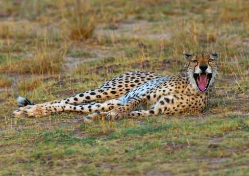 Cheetah (acinonyx jubatus) roaring, Kajiado County, Amboseli, Kenya