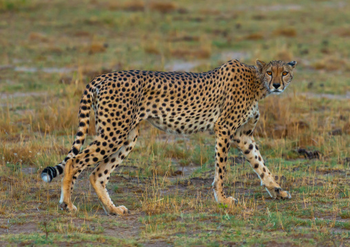 Cheetah (acinonyx jubatus) walking and looking at camera, Kajiado County, Amboseli, Kenya