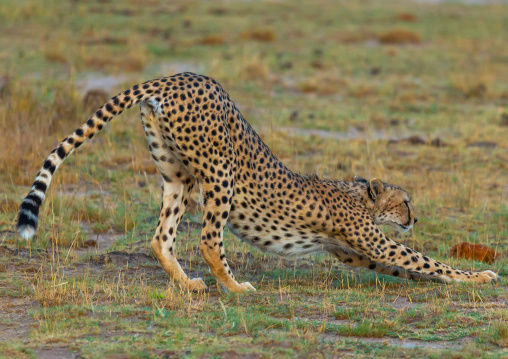 Cheetah (acinonyx jubatus) stretching, Kajiado County, Amboseli, Kenya