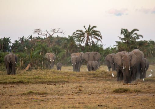 Herd of elephants (Loxodonta africana), Kajiado County, Amboseli, Kenya