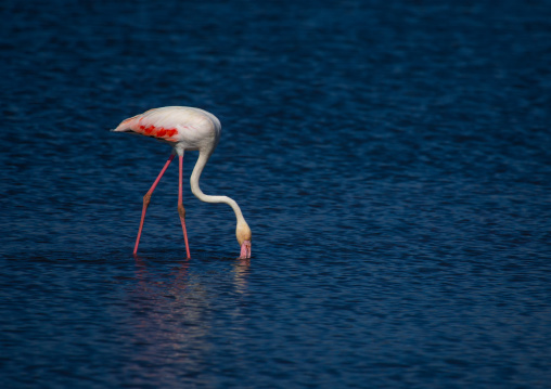Pink flamingo eating in a lake, Kajiado County, Amboseli, Kenya