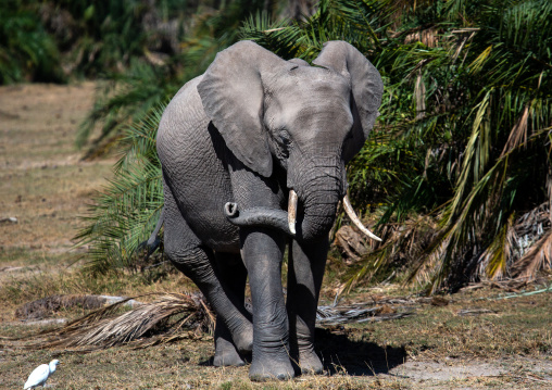 Elephant (Loxodonta africana) scratching its leg, Kajiado County, Amboseli, Kenya