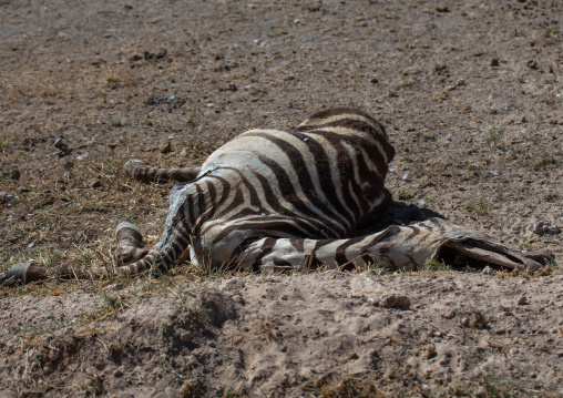Dead zebra carcass, Kajiado County, Amboseli, Kenya