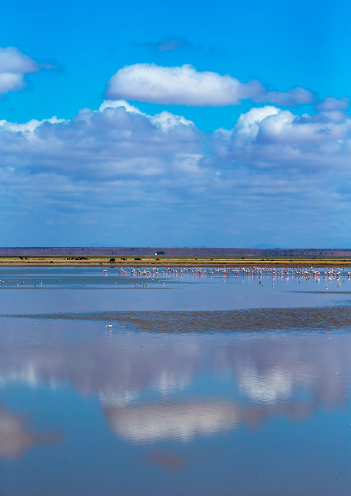 Pink flamingos eating in a lake, Kajiado County, Amboseli, Kenya