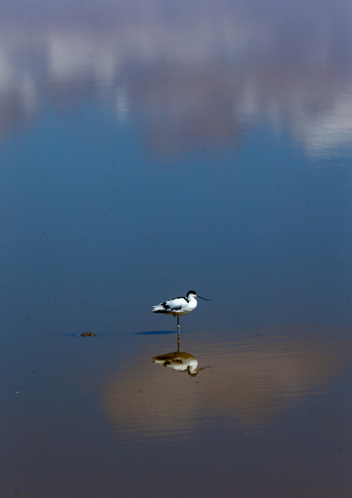 Bird with his reflection in a lake, Kajiado County, Amboseli, Kenya