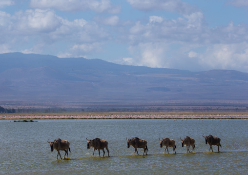 Wildebeests crossing a lake, Kajiado County, Amboseli, Kenya
