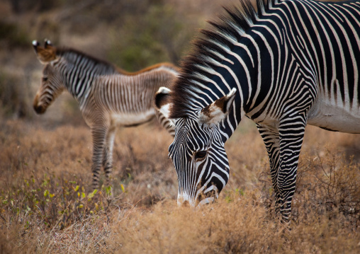 Grevy's Zebra (Equus grevyi) with her baby, Samburu County, Samburu National Reserve, Kenya